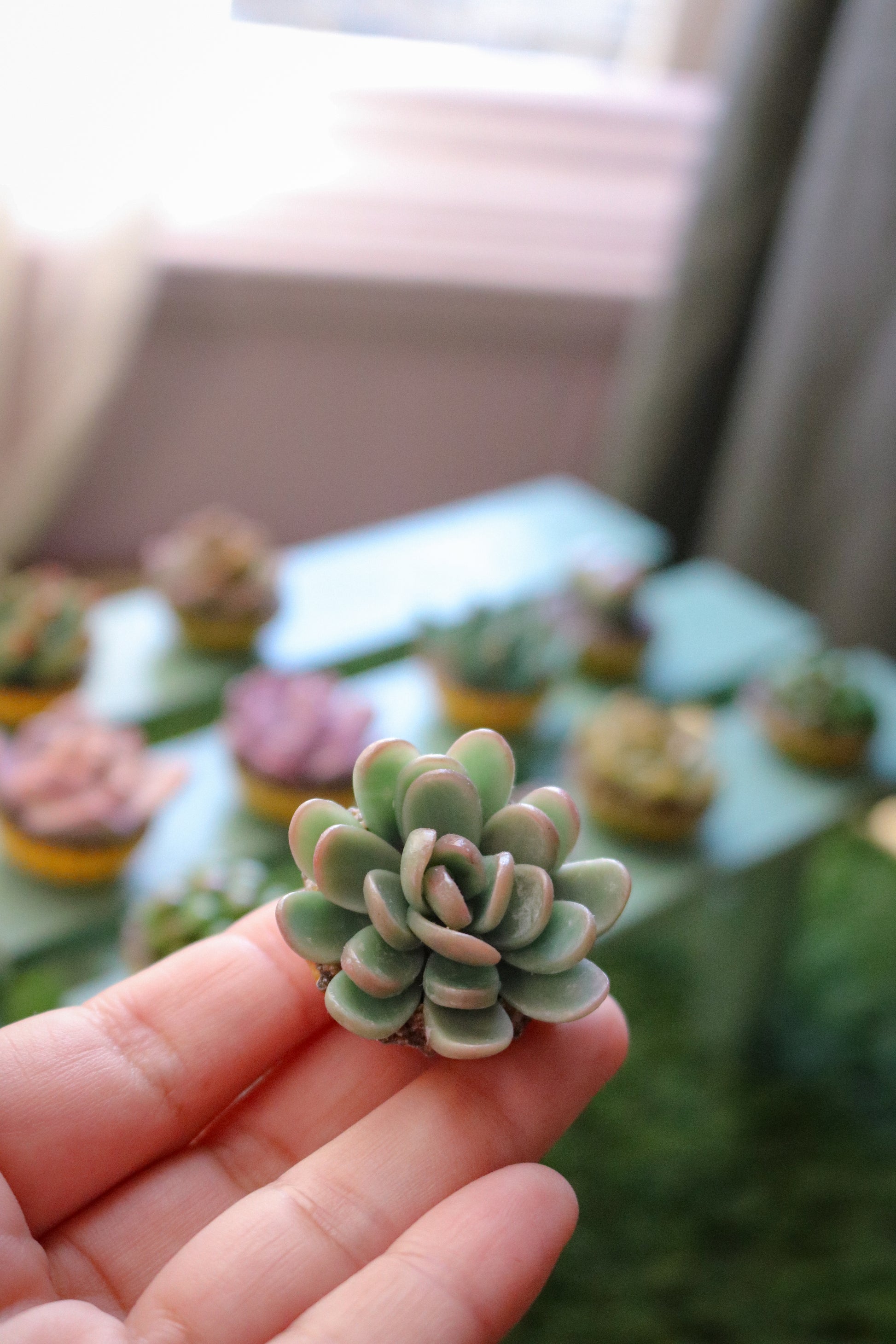 succulent pocket square Pocket Plants, For Good – POORWILL